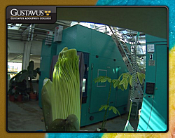 Corpse Flower (Titan Arum) Webcam Vista Sidebar Gadgets